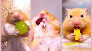 Funny and Cute Hamster Videos Compilation - Funniest Hamsters Of All Time 2022 - #18
