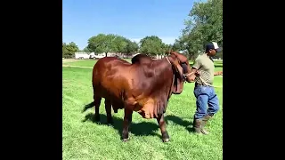 15 month old Red Brahman bullVL Rojo Whiskey 60/1Sire +VL Rojo Whiskey 1/48Owned by: Mr Metee Kidkla