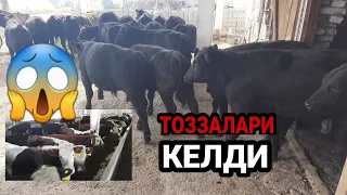 АНГУСЛАР ГИРИФФУРТЛАР КЕЛДИ ☎️+998 94 435 75 77 СОТИЛАДИ ANGUSLAR GIRIFFÒRTLAR KELDI COTILADI TOZZA