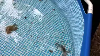 Farming blue crabs in a backyard above ground pool