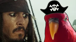 Pirate Birb