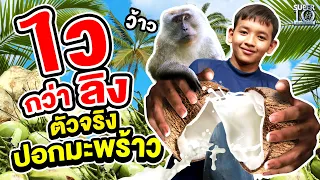 ไวกว่าลิง #น้องปอนด์ ตัวจริงปอกมะพร้าว | SUPER10