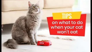 Tips On What To Do When Your Cat Won’t Eat | DiscountPetCare