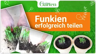 Funkien teilen - Tipps für eine erfolgreiche Vermehrung