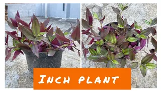 How to grow Inch Plant in 10 days | 10 दिन में इंच का पौधा कैसे लगाए | Urva Ansari Vlogs