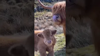 cute babies mom animal #ytshorts#ytshorts #shortsfeed #trending