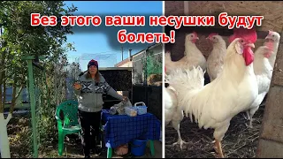 Лучшие витамины для кур: яблочный уксус и чеснок