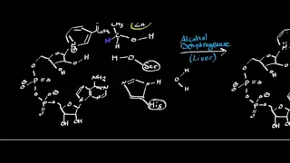 Alcohol Dehydrogenase: Physiology, Biochemistry, and Mechanism