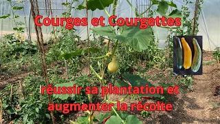 Courges et courgettes réussir sa plantation et augmenter la récolte