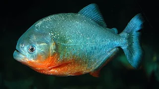 Пираньи Перекусили Провод. Не Ели Две Недели. Piranhas Bite Wire. Didn't Eat Two Weeks