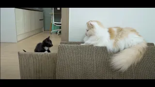 Pawsome Playtime Adorable Cats Having Fun | cute kittens