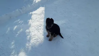 A puppy! Frost! Winter!