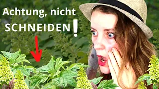 3 Gehölze, die du im Herbst nicht schneiden darfst!