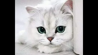 🐈 Only for kitten lovers! 😻The cutest video with cats and kittens! 😸