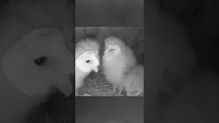 Barn owl chicks take care of each other after their father's sudden death