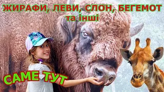 Київський Зоопарк після реконструкції | Kyiv Zoo | Куди піти з дітьми