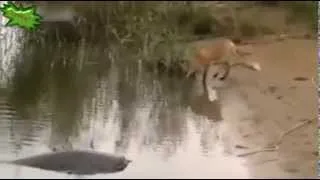 Смешные животные  Лиса поймала сома  Funny animals  Fox caught catfish