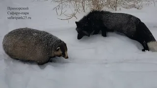 ОКРУГЛИЛИСЬ К ЗИМЕ БАРСУКИ