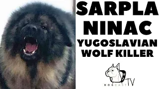 SARPLANINAC, The Yugoslavian Wolf Killer Dog! DogCastTV!