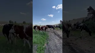 Ферма. Перегон коров в летний лагерь.
