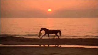 The Black Stallion- Enigma - Return To Innocence