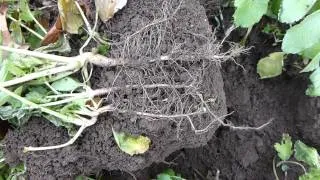 Cover Crop Radishes- There are BIG differences (and different uses)