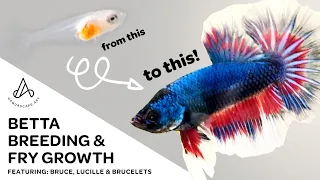 Fancy Koi Betta Breeding & Fry Growth - Day 1 to adult plakat HMPK