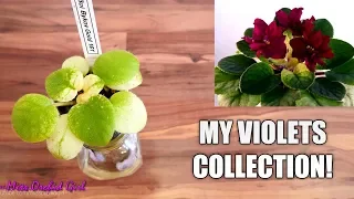 My new African Violet Collection! (Chill bonus video)