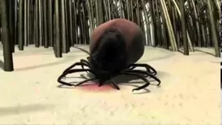 Tick Lifecycle.mp4