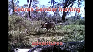 Solo back pack hunting for Sambar deer in Victoria.