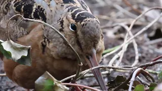 The Woodcock in Bryant Park