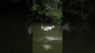 The jump of the Vampire fish!!! #fishcolombia #vampirefish #payara #dracula