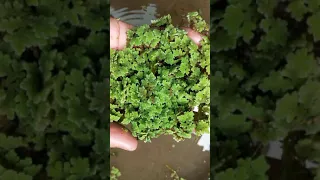 azolla cultivation | aquatic plants