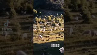 yayla koyun kuzu Ankara Nallıhan