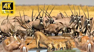 4K African Wildlife: Beautiful Wildlife of Etosha National Park -Animals & Wildlife With Real Sounds