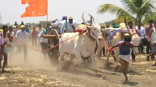 Babaladi bulls in Terabandi race | Yadawada maidan