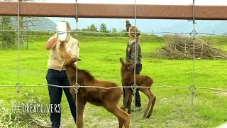 Bottle Feeding Moose Calves (SO CUTE) Rescued Baby Moose
