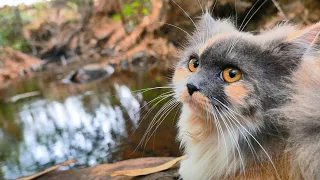 Adorable paws Mochi & Hamza enjoys THE waterfall & stay FRESH with natural BIRD sounds