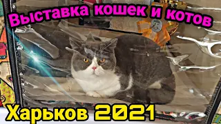 Выставка кошек и котов Харьков 2021