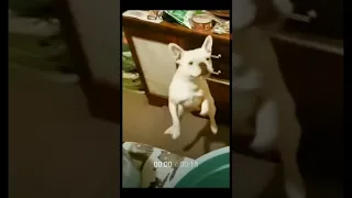 Funniest Cats and Dogs Videos 😺 New Funny Animals tauqeer ahmad 34