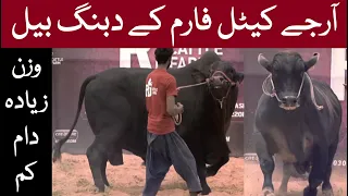 Outstanding Collection | Best Bulls | RJ Cattle Farm | 250k-500K | Cattle Market Karachi | Bakra Eid