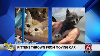 News 6 at 6--7/24: Kittens thrown from moving car, dad turns son in