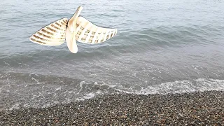 I came to look for pebbles on the Black Sea coast. The first findings