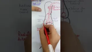 Blood Supply of Upper limb along with Anastomosis around Elbow and Wrist join