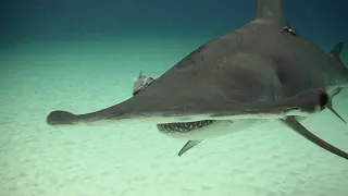 Hammerheads & Bullsharks Bimini Bahamas