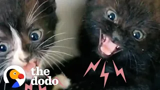 Hissing Kittens Are So Scared But With Time And Love Something Amazing Happens | The Dodo Cat Crazy
