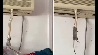 OMG! A SNAKE CAME OUT FROM THE AC TO EAT RAT - HOW ABOUT YOUR AC!