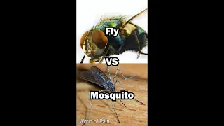 Fly vs Mosquito