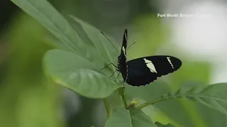 Fort Worth Botanic Gardens butterflies: What you need to know