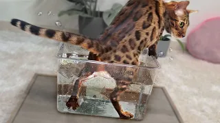 물 고양이ㅣDino cat